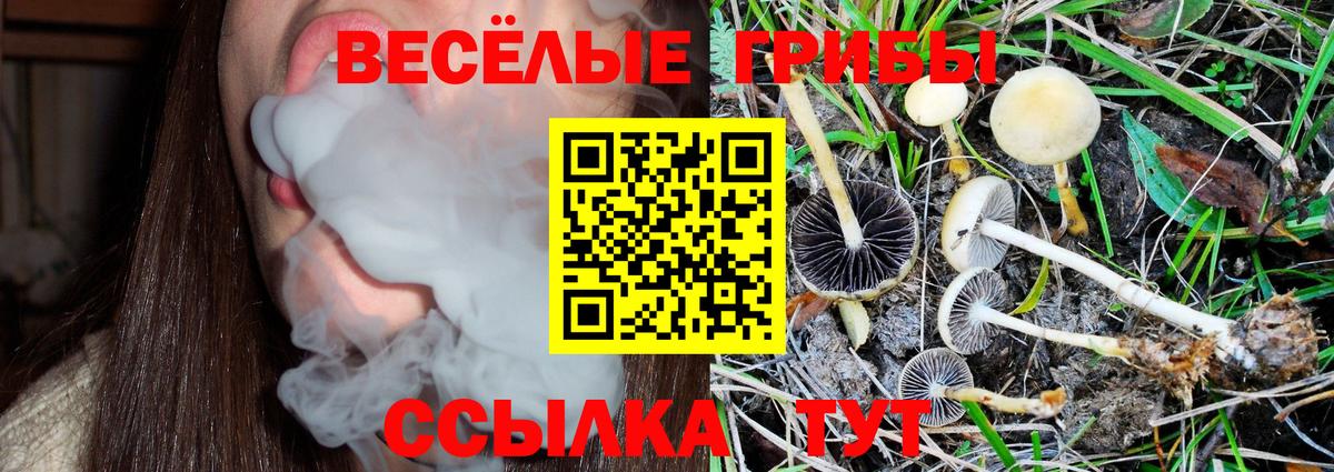Галлюциногенные грибы Psilocybine cubensis Астрахань